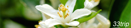 三山岛橘子花