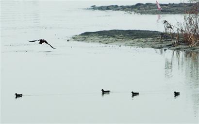 太湖三山岛湿地中野鸭成群