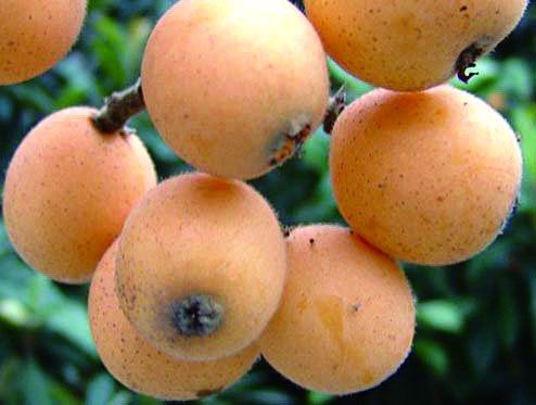 苏州三山岛枇杷