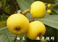 ��ɽ��������