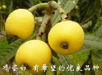 ��ɽ���˼�����