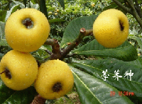 ��ɽ����ݩ����