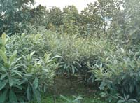 ��ɽ������