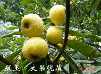 ��ɽ���˹���