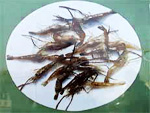 太湖虾